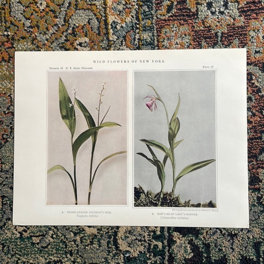 🌹FREE w/purchase Plant Print Original over 100 years old Vintage